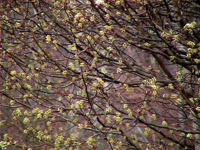 Image title: Bradford pear tree Image from Public domain images website, http://www.public-domain-image.com/full-image/flora-plants-public-domain-images-pictures/trees-public-domain-images-pictures/br photo