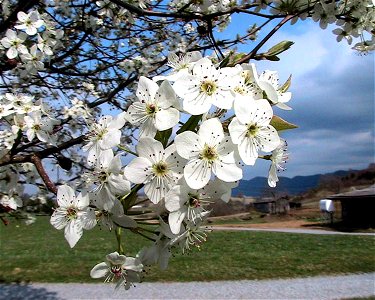 Image title: Bradford pear tree blossoms Image from Public domain images website, http://www.public-domain-image.com/full-image/flora-plants-public-domain-images-pictures/trees-public-domain-images-pi photo