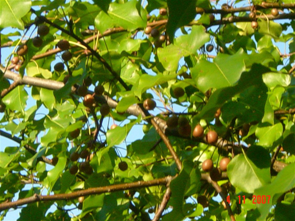 Callery Pear, resolution 2048x1536, file size appx 1.2MB, taken at Oceana Pond, Virginia Beach, Virginia, USA