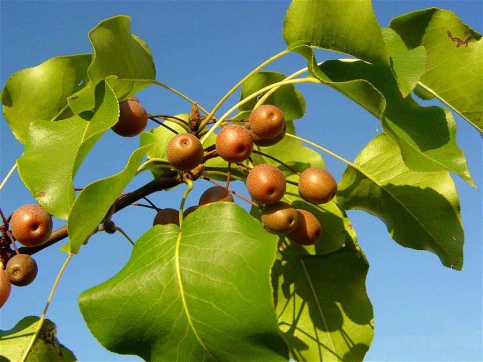 Callery Pear, resolution 2048x1536, file size appx 1.3MB, taken at Oceana Pond, Virginia Beach, Virginia, USA
