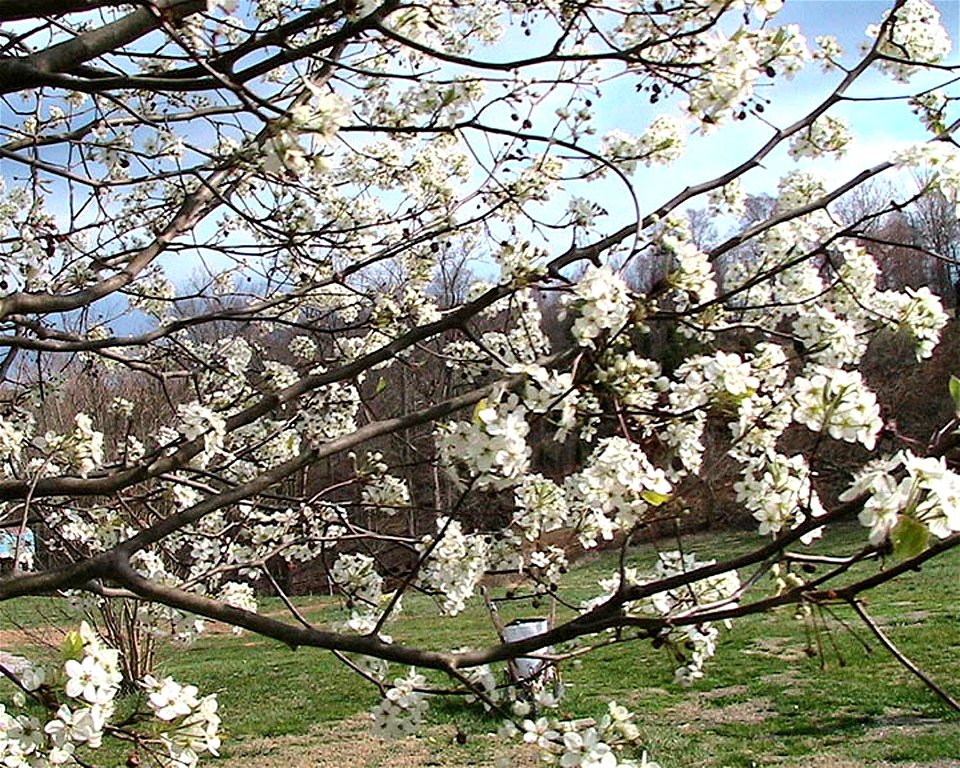 Image title: Callery pear pyrus calleryana tree blossoms
Image from Public domain images website, http://www.public-domain-image.com/full-image/flora-plants-public-domain-images-pictures/trees-public-