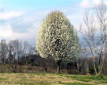 Image title: Callery pear tree pyrus calleryana
Image from Public domain images website, http://www.public-domain-image.com/full-image/flora-plants-public-domain-images-pictures/trees-public-domain-im