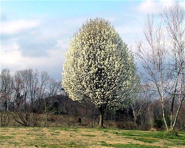 Image title: Callery pear tree pyrus calleryana Image from Public domain images website, http://www.public-domain-image.com/full-image/flora-plants-public-domain-images-pictures/trees-public-domain-im photo