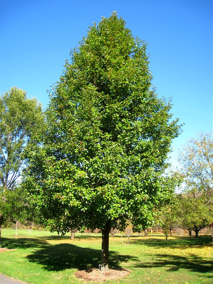 Pyrus calleryana 'Cleveland Select' specimen in Lasdon Park and Arboretum, Somers, New York, USA.