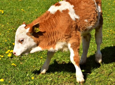 Hoofed animals good aiderbichl sanctuary photo