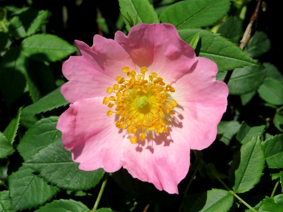 Hunds-Rose (Rosa canina) bei Reilingen