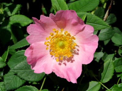 Hunds-Rose (Rosa canina) bei Reilingen