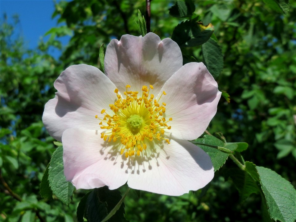 Hunds-Rose (Rosa canina) bei Reilingen