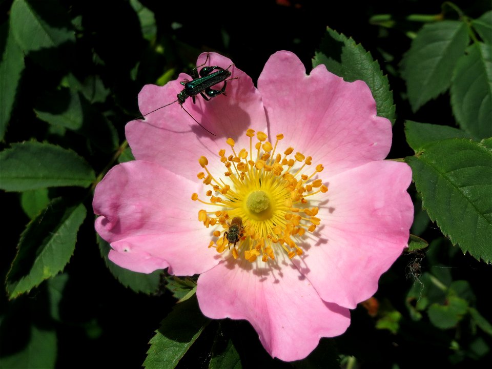 Hunds-Rose (Rosa canina) bei Reilingen