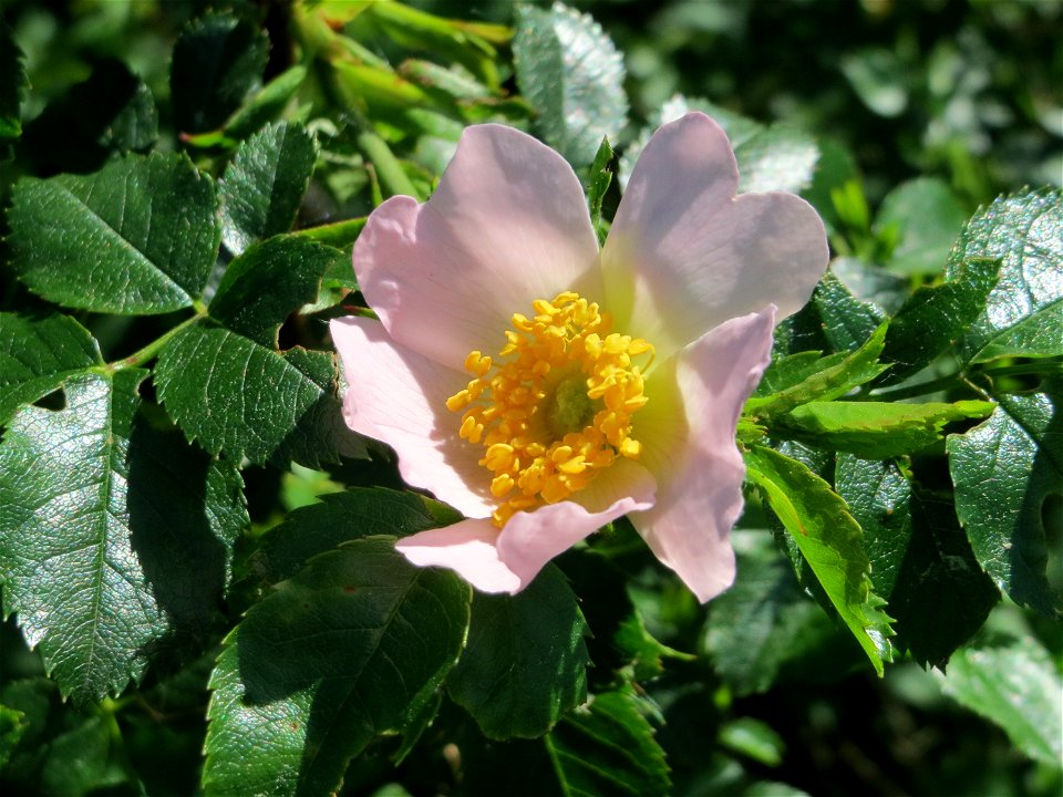 Hunds-Rose (Rosa canina) in den Horststückern im Landschaftsschutzgebiet Hockenheimer Rheinbogen
