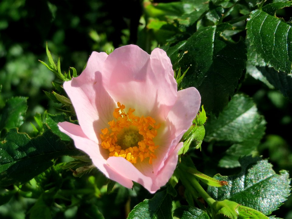 Hunds-Rose (Rosa canina) in den Horststückern im Landschaftsschutzgebiet Hockenheimer Rheinbogen