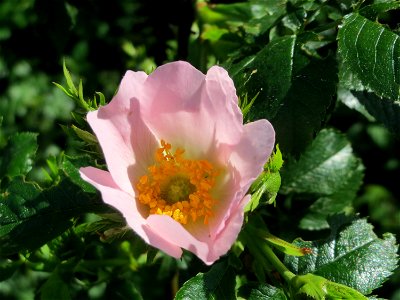 Hunds-Rose (Rosa canina) in den Horststückern im Landschaftsschutzgebiet Hockenheimer Rheinbogen