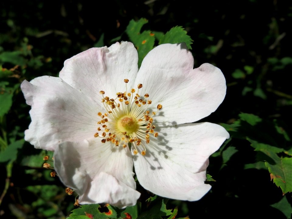 Hunds-Rose (Rosa canina) am Stadtrand von Hockenheim