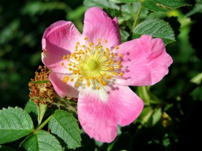 Vogesen-Rose (Rosa dumalis) im Schwetzinger Hardt