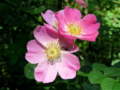 Vogesen-Rose (Rosa dumalis) im Schwetzinger Hardt