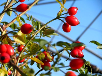 Hunds-Rose (Rosa canina) bei Reilingen