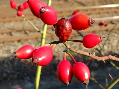 Hunds-Rose (Rosa canina) bei Reilingen