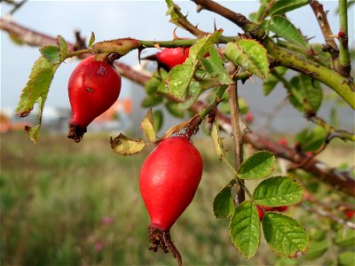 Hagebutten der Hunds-Rose (Rosa canina) in Hockenheim-Talhaus