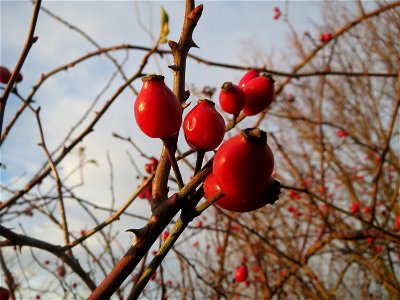 Hagebutten der Hunds-Rose (Rosa canina) bei Hockenheim