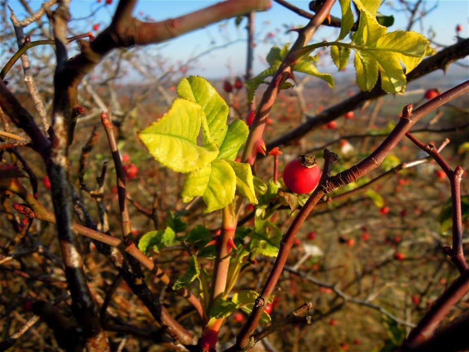 dog-rose with berries
location: Mikulov, Czech Republic
author: Jan Helebrant
www.juhele.blogspot.com

license CC0 Public Domain Dedication