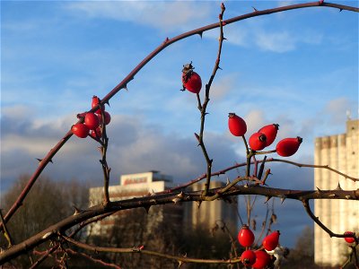 Hunds-Rose (Rosa canina) im Naturschutzgebiet "St. Arnualer Wiesen"
