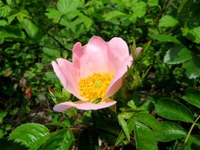 Hunds-Rose (Rosa canina) an der Sandgrube Lambsheim