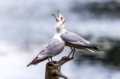 Lake bird seagull