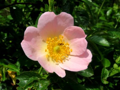 Hunds-Rose (Rosa canina) an der Sandgrube Lambsheim