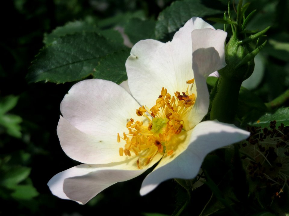Hunds-Rose (Rosa canina) am Staden in Saarbrücken