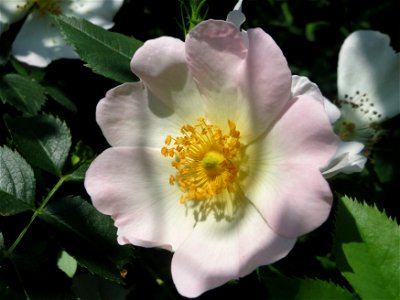 Hunds-Rose (Rosa canina) am Staden in Saarbrücken photo