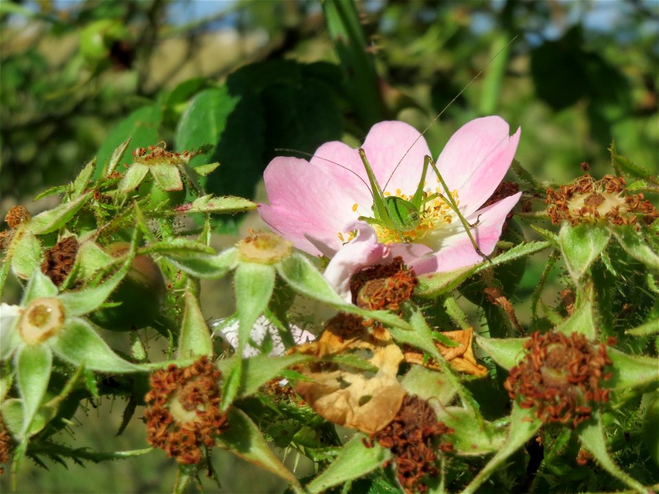Späte Blüte einer Hunds-Rose (Rosa canina) bei Reilingen mit Grashüpfer