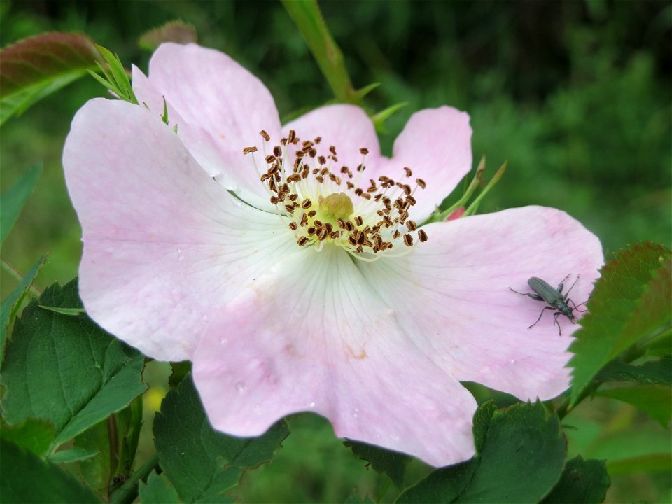 Hunds-Rose (Rosa canina) im Schwetzinger Hardt
