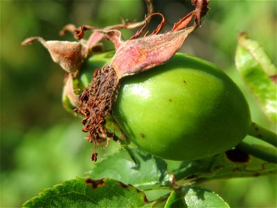 Hunds-Rose (Rosa canina) in Hockenheim