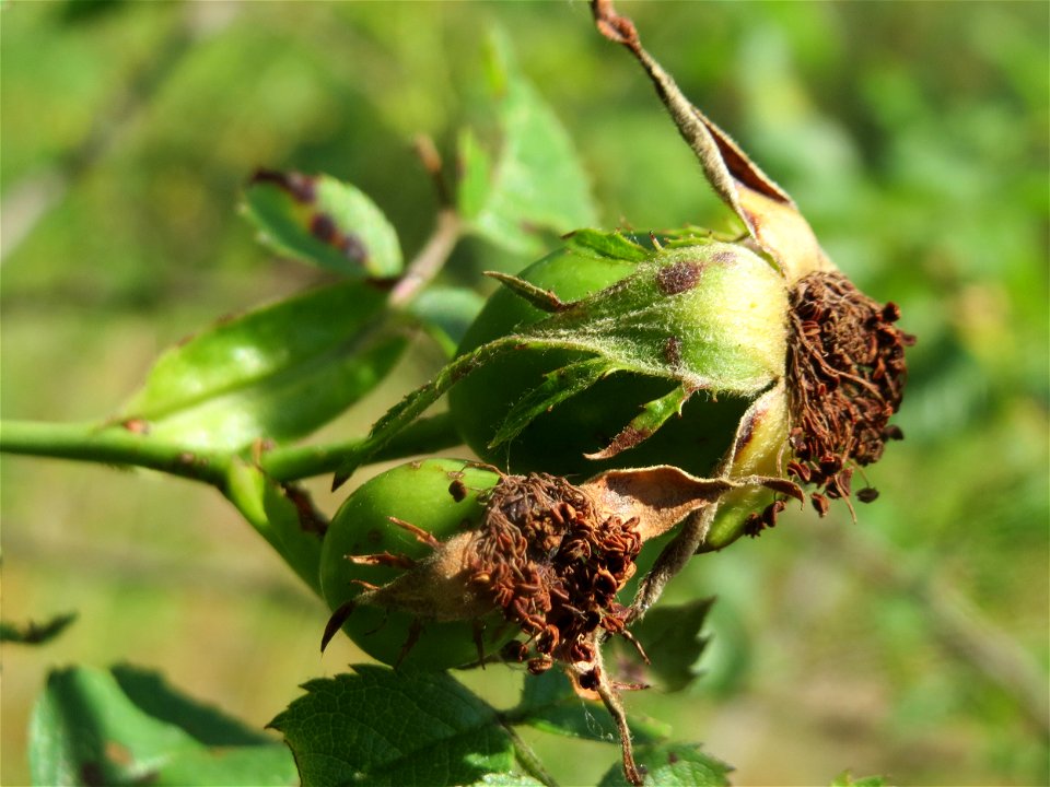 Hunds-Rose (Rosa canina) in Hockenheim