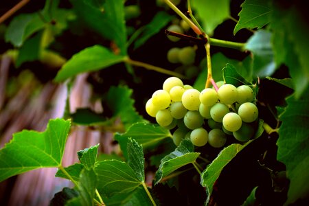 Vine fruit winegrowing photo