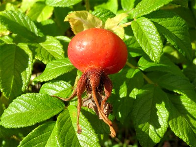Kartoffel-Rose (Rosa rugosa) auf einer Rodungsfläche mit natürlicher Waldverjüngung im Schwetzinger Hardt. Diese Speizies kommt an diesem Standort weit häufiger als die Hundsrose (Rosa canina) vor.