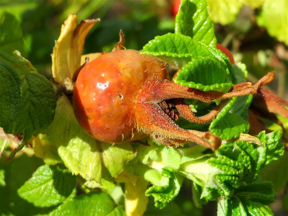 Kartoffel-Rose (Rosa rugosa) auf einer Rodungsfläche mit natürlicher Waldverjüngung im Schwetzinger Hardt. Diese Speizies kommt an diesem Standort weit häufiger als die Hundsrose (Rosa canina) vor.