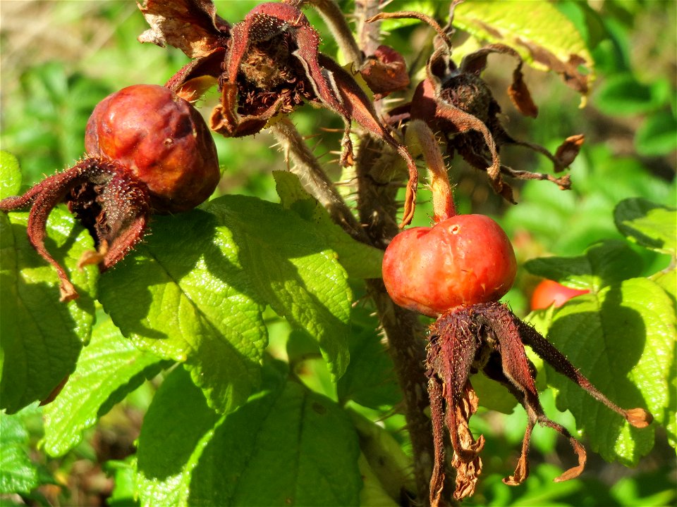 Kartoffel-Rose (Rosa rugosa) auf einer Rodungsfläche mit natürlicher Waldverjüngung im Schwetzinger Hardt. Diese Speizies kommt an diesem Standort weit häufiger als die Hundsrose (Rosa canina) vor.