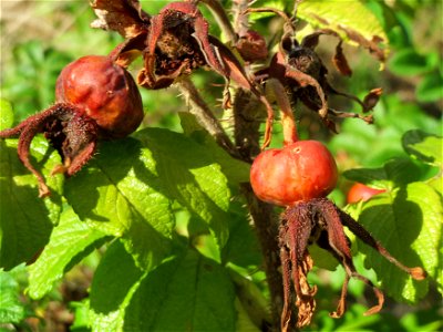 Kartoffel-Rose (Rosa rugosa) auf einer Rodungsfläche mit natürlicher Waldverjüngung im Schwetzinger Hardt. Diese Speizies kommt an diesem Standort weit häufiger als die Hundsrose (Rosa canina) vor. photo