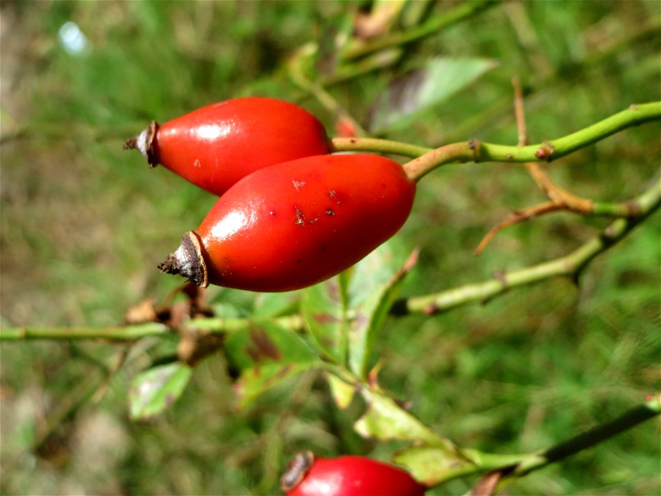 Hagebutten der Hunds-Rose (Rosa canina) am Osthafen Saarbrücken