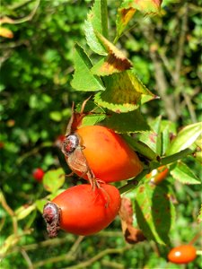 Hagebutten der Hunds-Rose (Rosa canina) am Osthafen Saarbrücken photo