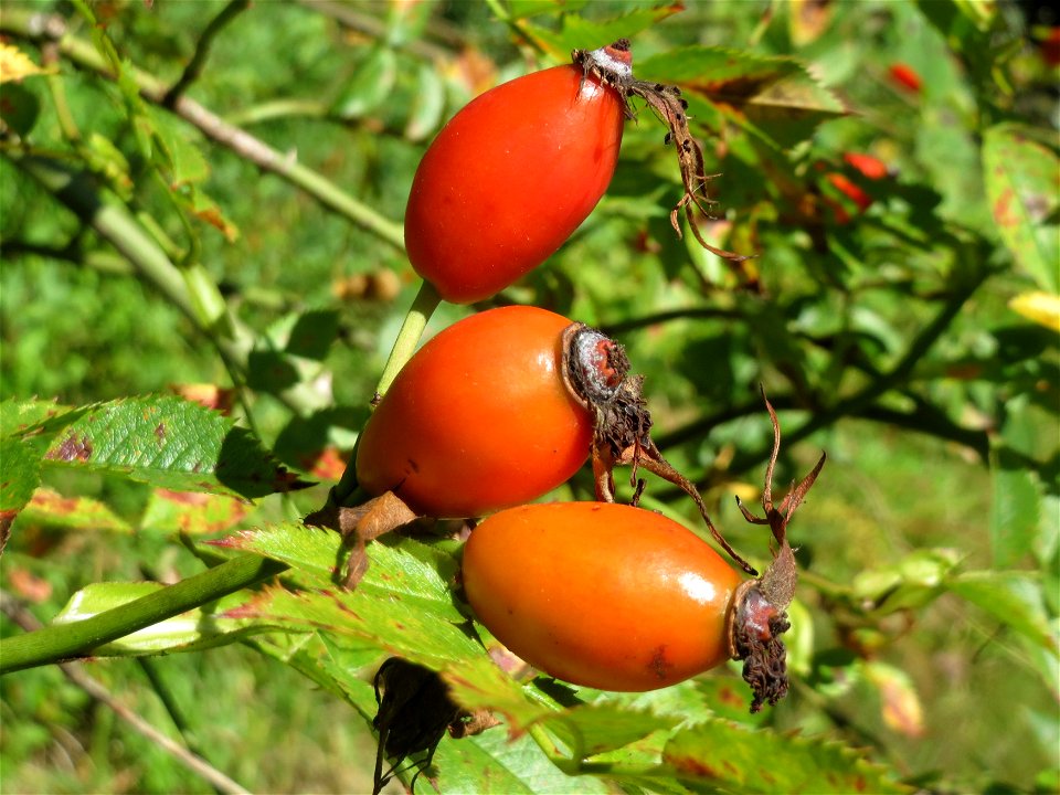 Hagebutten der Hunds-Rose (Rosa canina) am Osthafen Saarbrücken