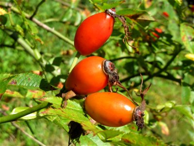 Hagebutten der Hunds-Rose (Rosa canina) am Osthafen Saarbrücken photo