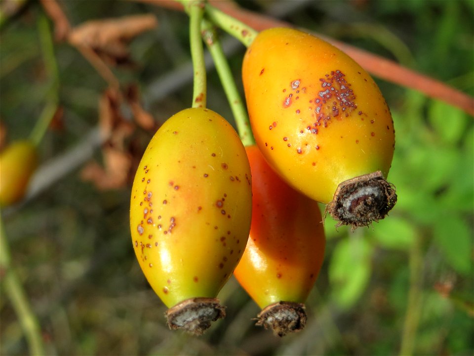 Hagebutten der Hunds-Rose (Rosa canina) in Hockenheim - Stiele und Hagebutten sind glatt