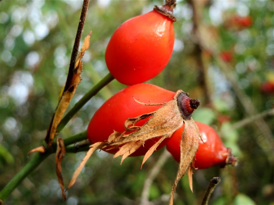 Hagebutten der Hunds-Rose (Rosa canina) in Hockenheim - Stiele und Hagebutten sind glatt