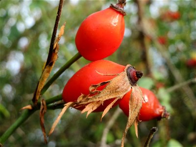 Hagebutten der Hunds-Rose (Rosa canina) in Hockenheim - Stiele und Hagebutten sind glatt