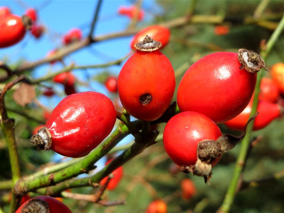 Hunds-Rose (Rosa canina) im Schwetzinger Hardt