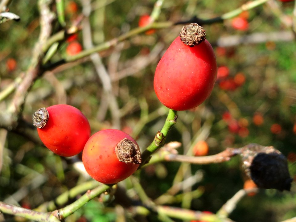 Hunds-Rose (Rosa canina) im Schwetzinger Hardt