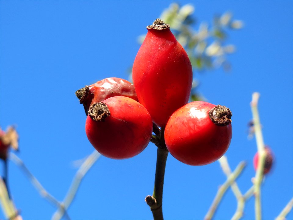 Hunds-Rose (Rosa canina) im Schwetzinger Hardt