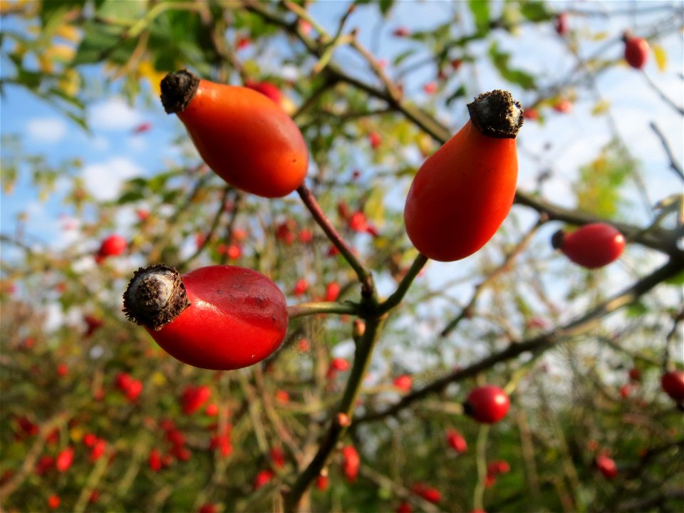 Hagebutten der Hunds-Rose (Rosa canina) in Hockenheim
